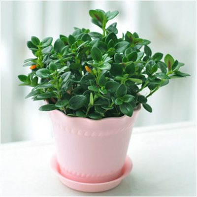 �칫�һ��ܰڷŷ�ˮ